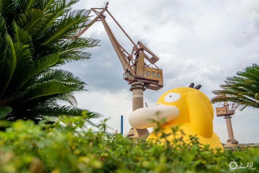 解放日报 孟雨涵 摄20250809_36 图片