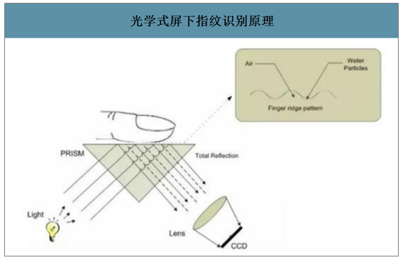 图3：光学式屏下指纹识别原理。