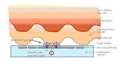 电容式指纹采集视图
